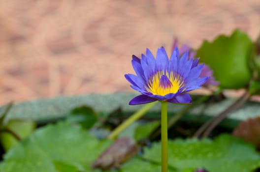 Close - up of Lotus flower. roots and stalks are used in traditional herbal medicine along with the flower, the petals and other flower parts are the most potent.