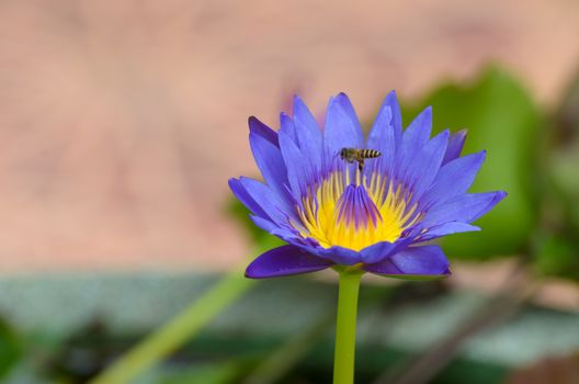 Close - up of Lotus flower. roots and stalks are used in traditional herbal medicine along with the flower, the petals and other flower parts are the most potent.