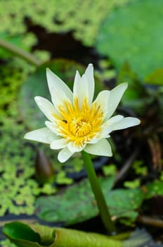 Close - up of Lotus flower. roots and stalks are used in traditional herbal medicine along with the flower, the petals and other flower parts are the most potent.