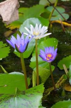 Close - up of Lotus flower. roots and stalks are used in traditional herbal medicine along with the flower, the petals and other flower parts are the most potent.