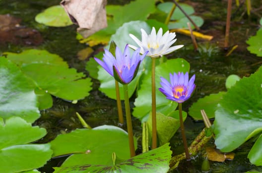 Close - up of Lotus flower. roots and stalks are used in traditional herbal medicine along with the flower, the petals and other flower parts are the most potent.