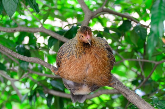 Hen Red - Orange cockfight, Fighting chicken in nature.