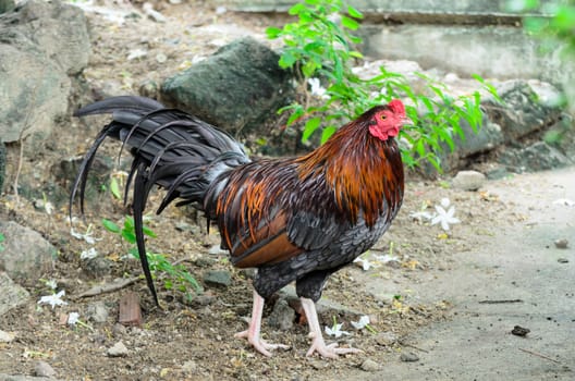 Chicken  cockfight, Fighting chicken on backgrund  nature. In Thailand.