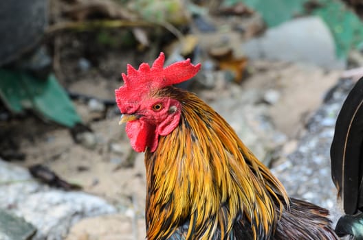 Chicken  cockfight, Fighting chicken on backgrund  nature. In Thailand.