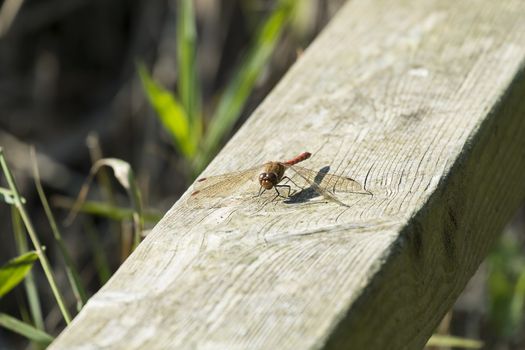 common darter dragonfly at rest on wooden bar