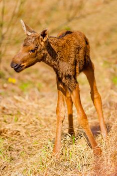 newborn calf moose stands on shaky legs