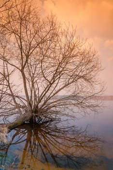 lonely bare tree is above the water surface
