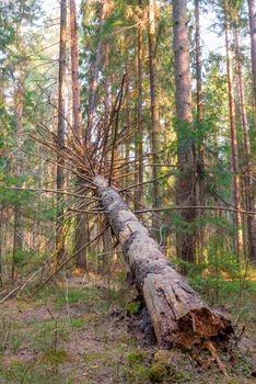 rotten fallen tree in the forest - vertical Photo