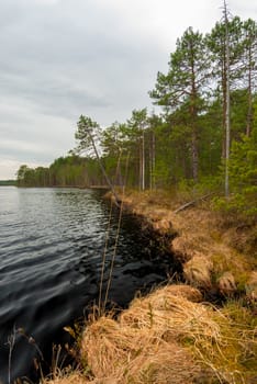 lake with dark water and the tall pines on the shore