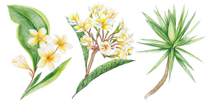 Botanic painting with plumeria brunches and yucca tree for design isolated on white background