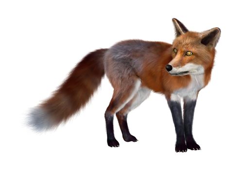 3D digital render of a red fox isolated on white background