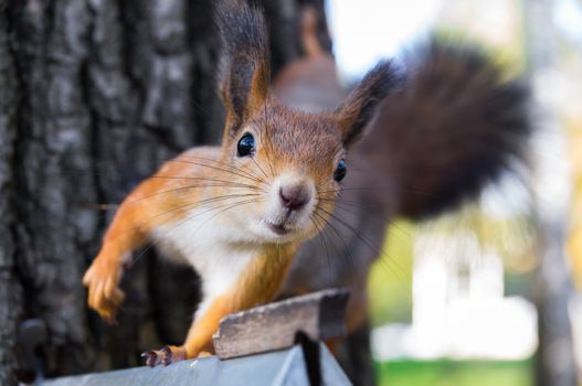 The photograph shows a squirrel