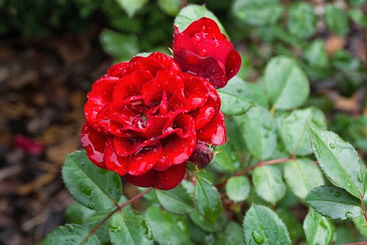 The photo shows red rose after the rain
