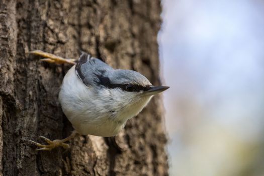 The photo shows a bird nuthatch