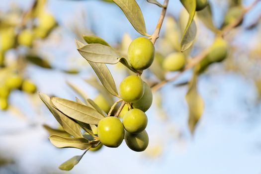 detail of fresh olive branch in autumn