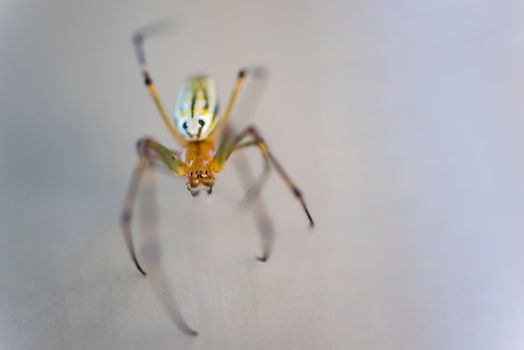 A macro shot of a very small brown and yellow spider.