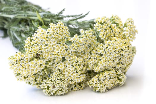 Yarrow herb ( Achillea millefolium ) - close up