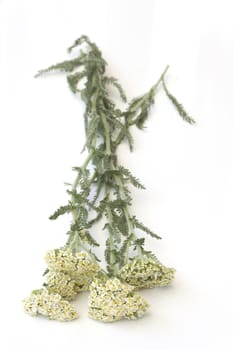 Milfoil (Yarrow )-Achillea millefolium