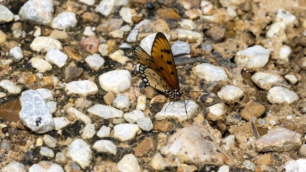 a pair of butterflies perching on a rock