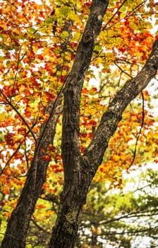 background with autumn colorful leaves in Maine, USA