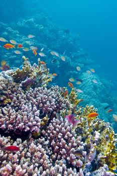 colorful coral reef with exotic fishes at the bottom of tropical sea, underwater