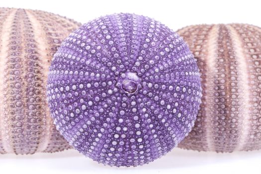some seashells of sea urchin on white background, close up
