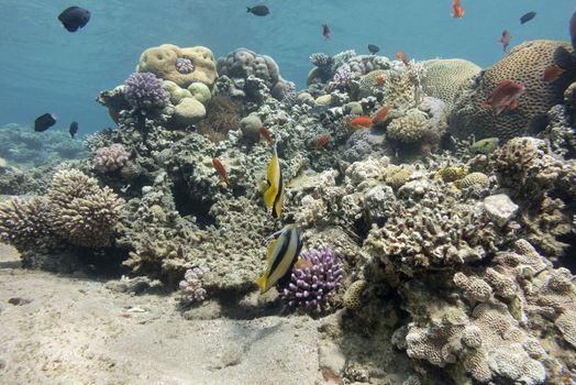 colorful coral reef with hard corals at the bottom of tropical sea on a background of blue water