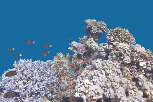 colorful coral reef with  fishes scalefin anthias in tropical sea