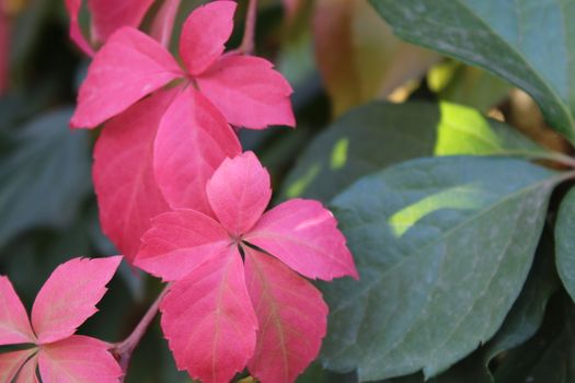 Brilliant color in details of fall leaves turned for autumn season.