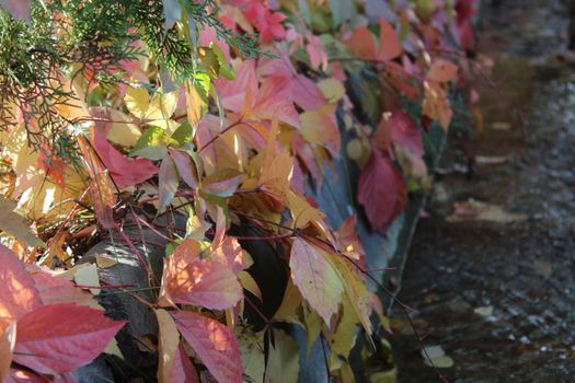 Autumn leaves over irrigation ditch in city.