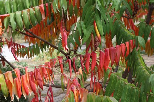 Red autumn leaves , tree species Rhus typhina.