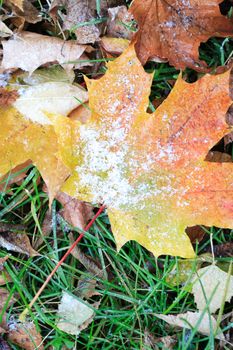 Between fall and winter. First snow on background with various fall leaves