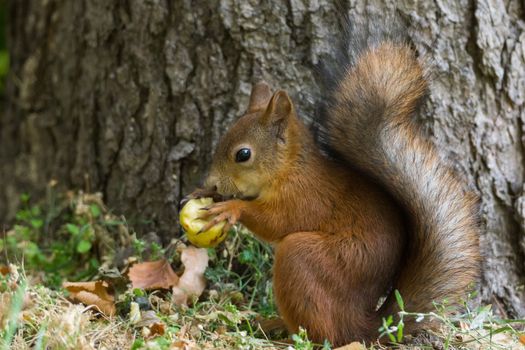 The photograph shows a squirrel on the tree