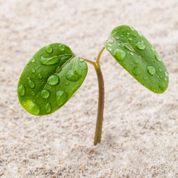 Close up raindrop on young plant growing in spring time. the beginnings from soil.