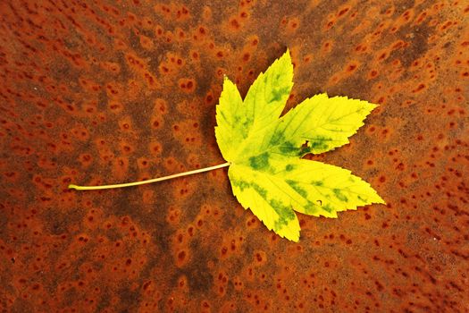 autumn leaf on a rusty grunge background