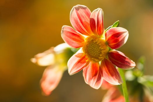 The photo shows flower beds. Very beautiful flowers