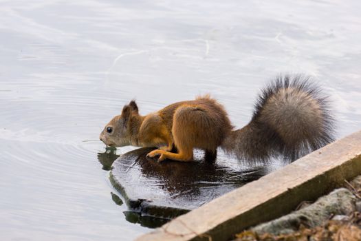 The photograph shows a squirrel on the tree