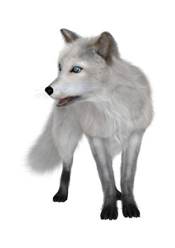 3D digital render of an arctic fox isolated on white background