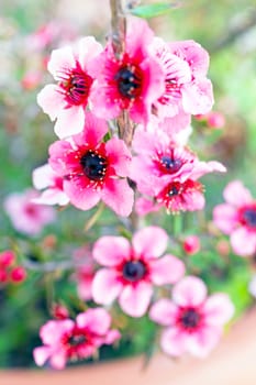 Blossoming flowers in springtime