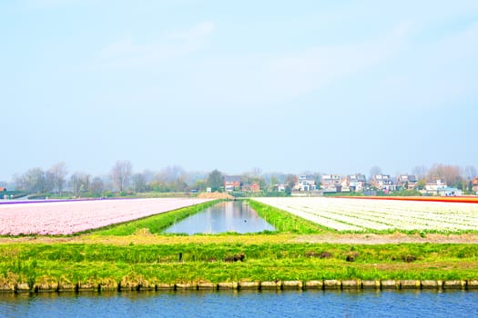 Tulip fields in a dutch landscape in the Netherlands
