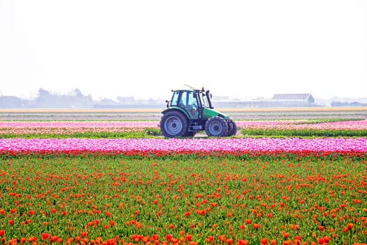 Blossoming tulip fields in the countryside from the Netherlands
