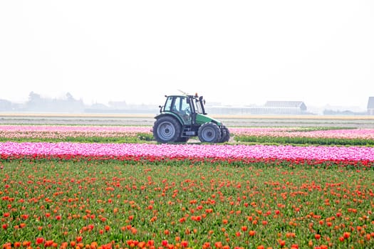 Blossoming tulip fields in the countryside from the Netherlands