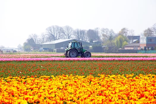 Blossoming tulip fields in the countryside from the Netherlands