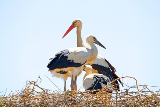 White stork with young baby storks on the nest - Ciconia ciconia