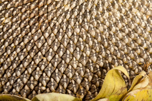 Ear with large sunflower seeds 