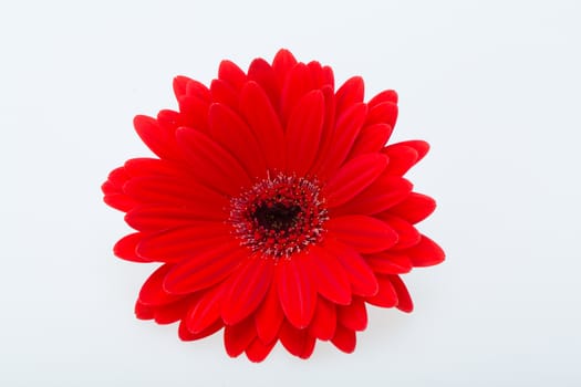  red gerbera daisy flower