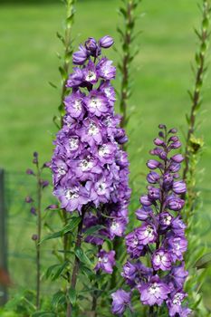 Purple Delphinium Flower in Garden 