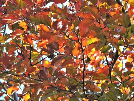 A close-up image of colourful Beech leaves in the Fall.