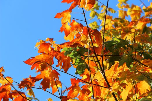 A close-up image of colourful Autumn leaves against a blue sky.