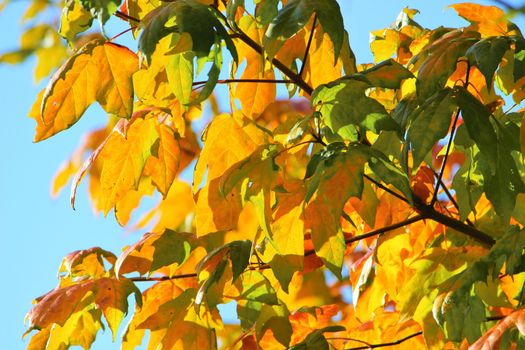 A close-up image of colourful Autumn leaves against a blue sky.